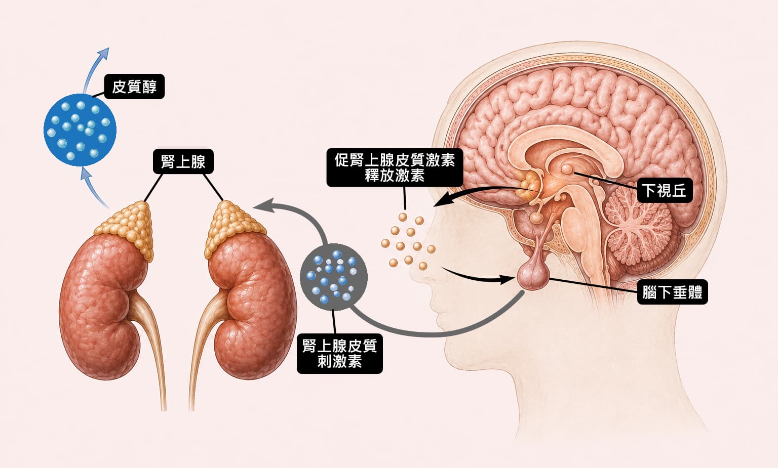 HPA 軸示意:下視丘、腦垂腺與腎上腺的激素連鎖