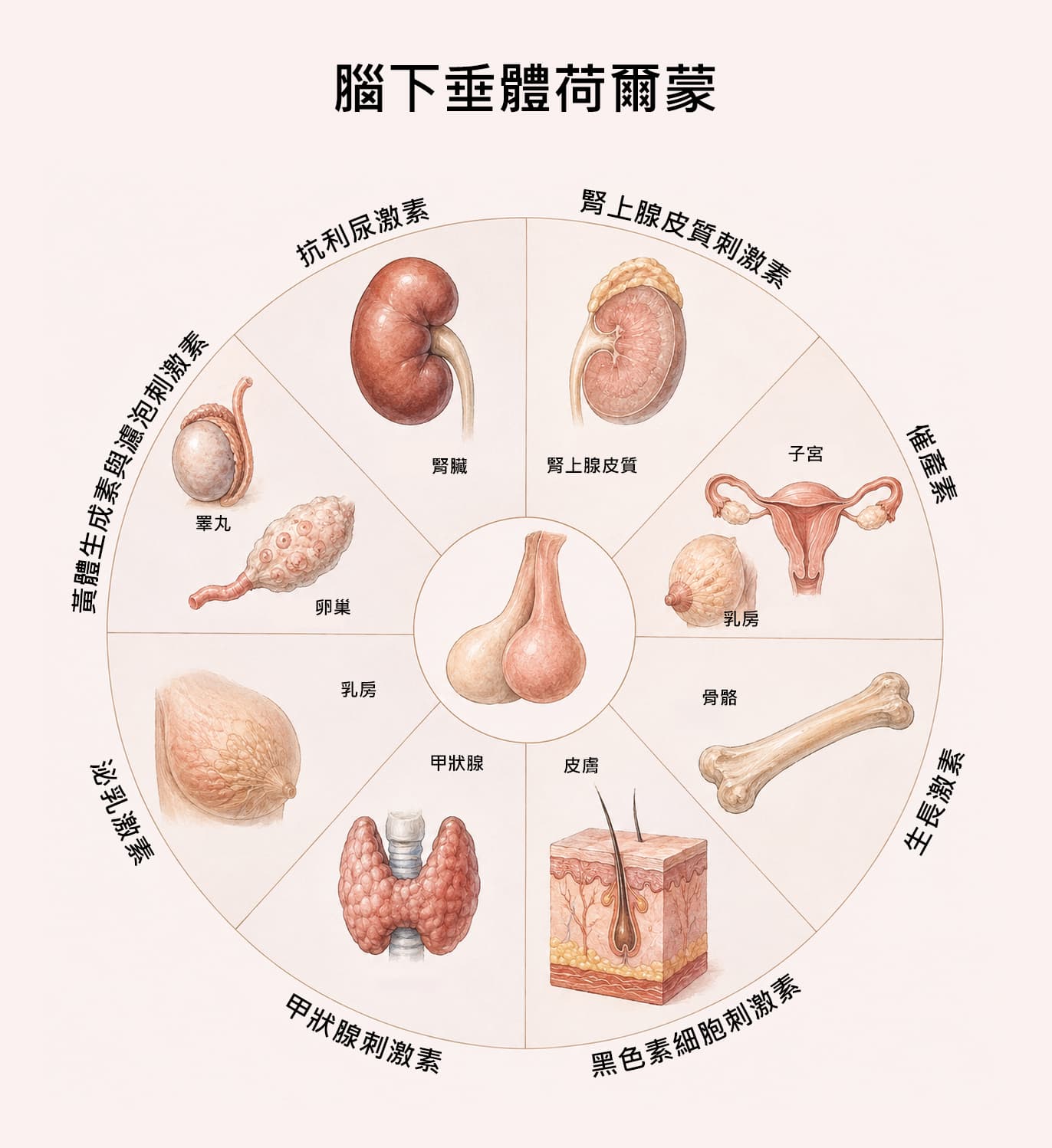 腦下垂體荷爾蒙與 HPA 軸起點示意